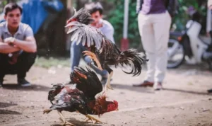 Đá Gà GA28 Tại 58Win