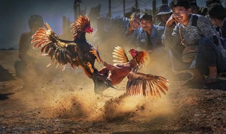 Đá Gà WS168 Tại 58Win